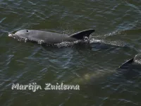 Tuimelaar [Tursiops truncatus]